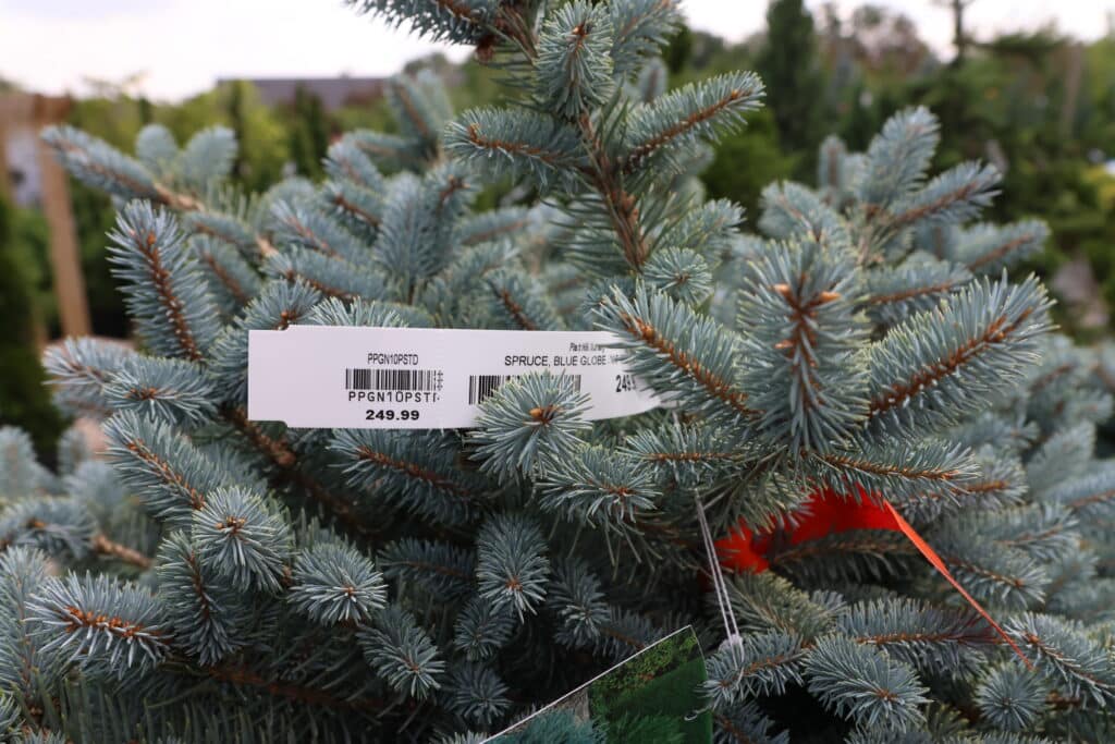 Price Tags on Christmas Tree at Nursery